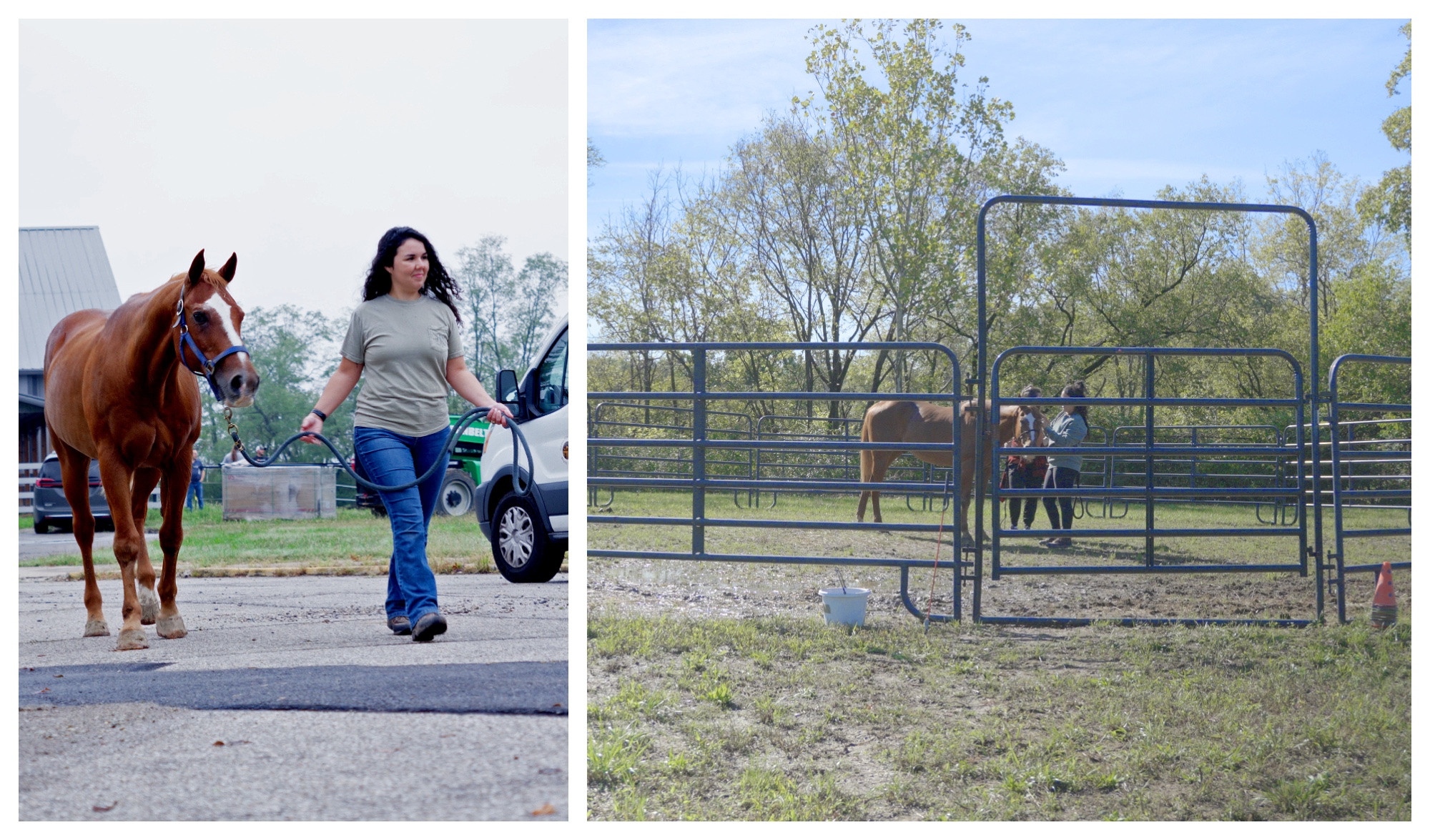 Horses on the Hill - 2 collage, director walking horse, horse in out door paddock