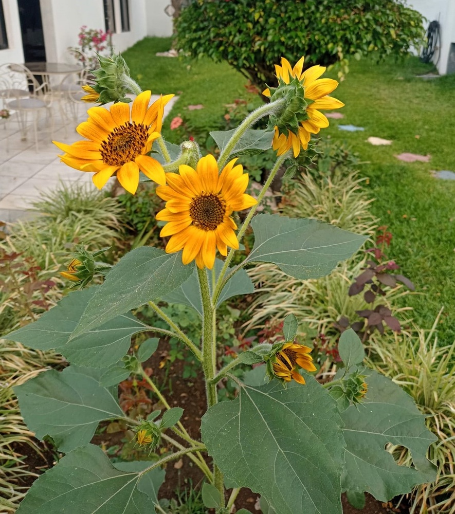 Sunflower planted by Allen grows in Honduras, Ann’s favorite flower