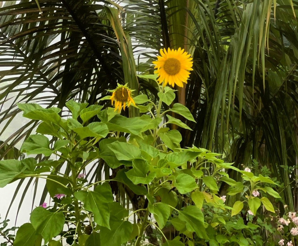 Sunflower seen growing at community near Juticalpa, Olancho, Honduras